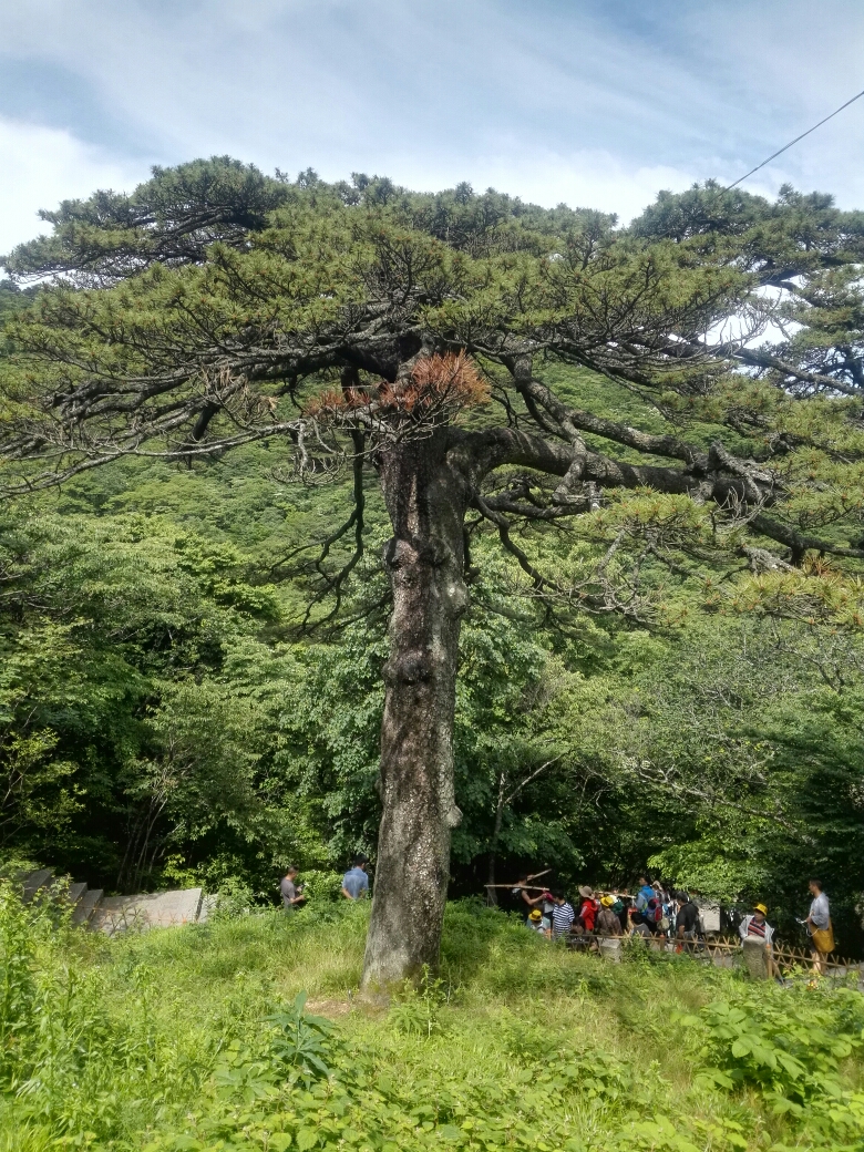 游步道右侧绿丛中,一株松树高大挺拔,树干粗壮,威风凛凛,名曰