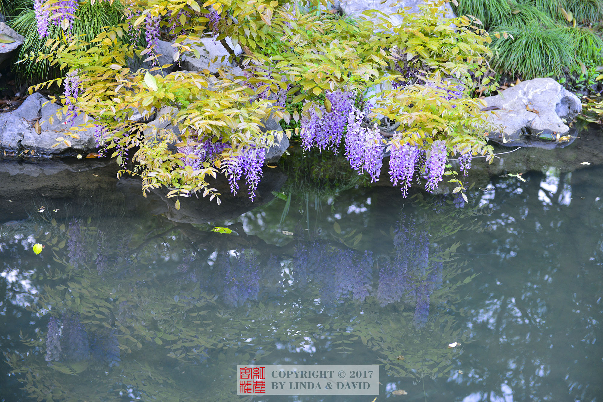 紫藤花不但能够形成梦幻的花架隧道,种植在水边也是不错的选择,这样的