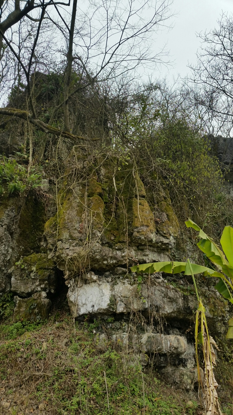 突兀于山坡之上的数座巨大石灰岩石柱组成的奇异景观,为天柱八景之首