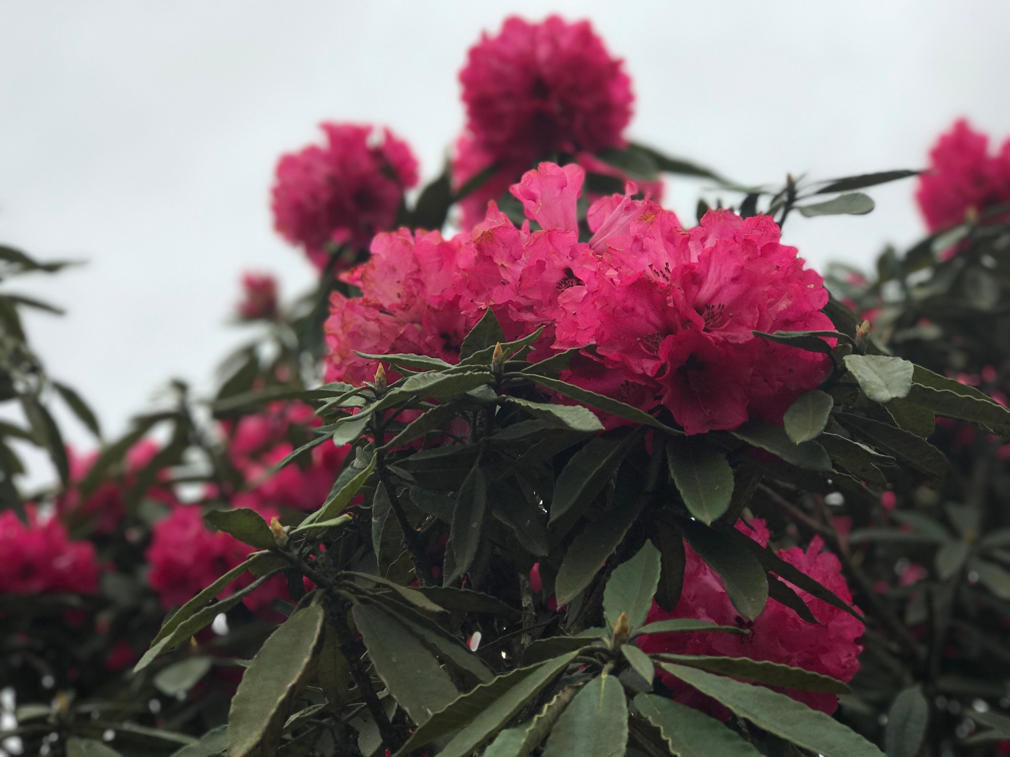 师宗菌子山的杜鹃花就是一场轰轰烈烈的花