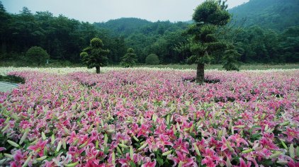 宁波东钱湖南苑花博园门票