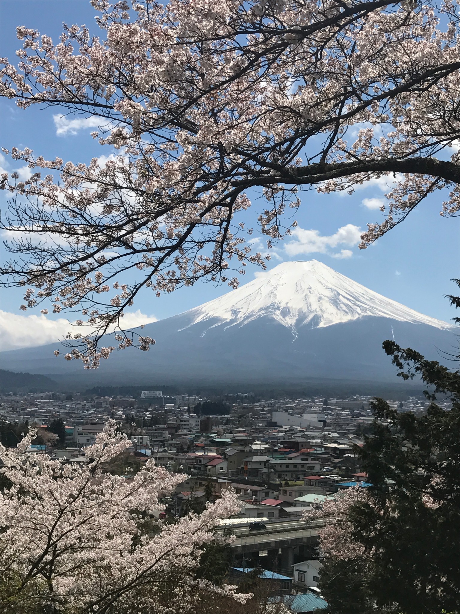 早上富士山雾气大,先安排去了浅见公园,一是人不多,二是樱花盛开 废话