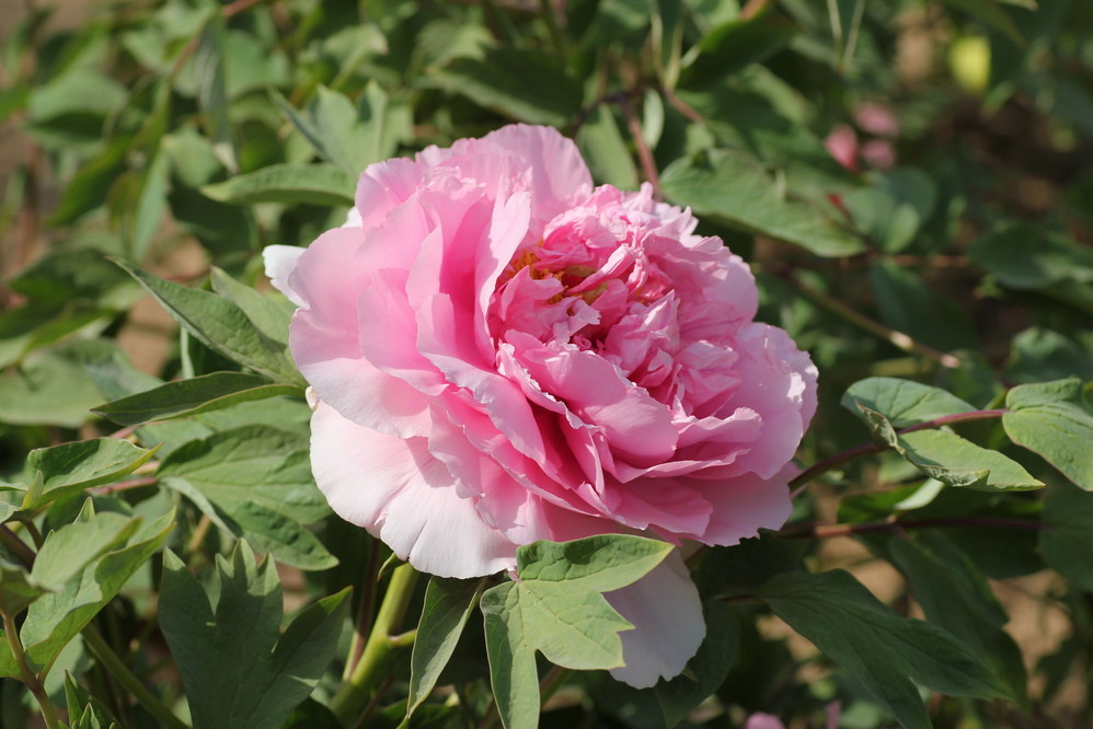 菏泽曹州牡丹园自驾游(大量牡丹花照片)