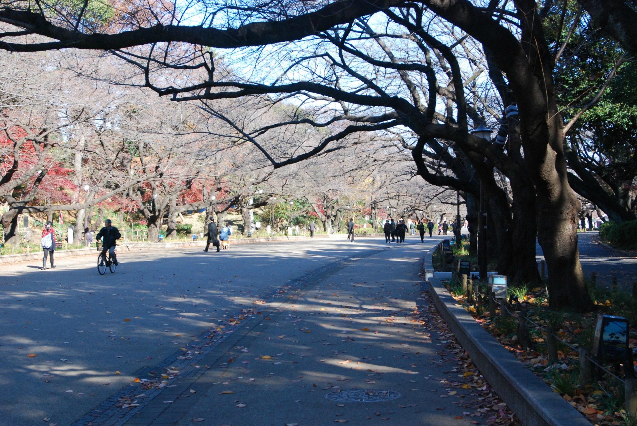 2013年12月的日本自助游第二天---东京上野公园