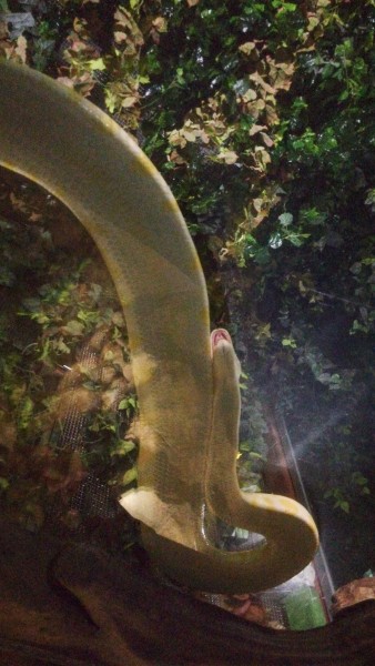 孕妇梦到抱着大蟒蛇睡觉,解梦之旅的深度探索 孕妇梦到抱着大蟒蛇睡觉,解梦之旅的深度探索