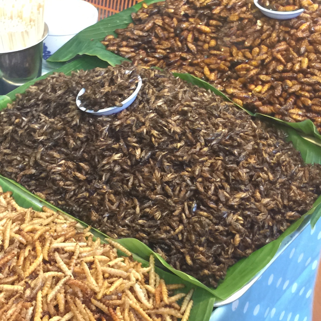 蚂蚱和大猜成语_大蚂蚱图片(3)