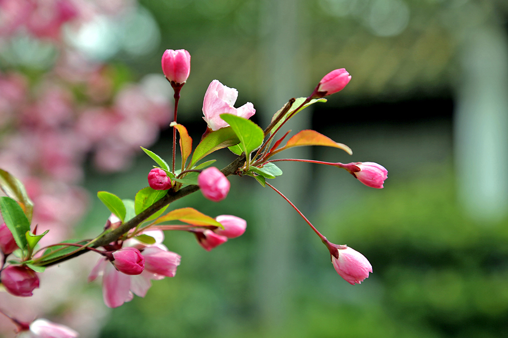 春天的花——福建 苏州 北京 蔚县