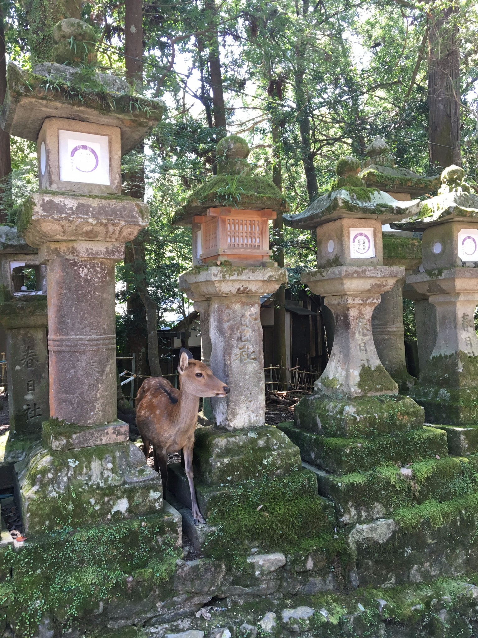 日本关西8日自由行——京都,奈良,大阪