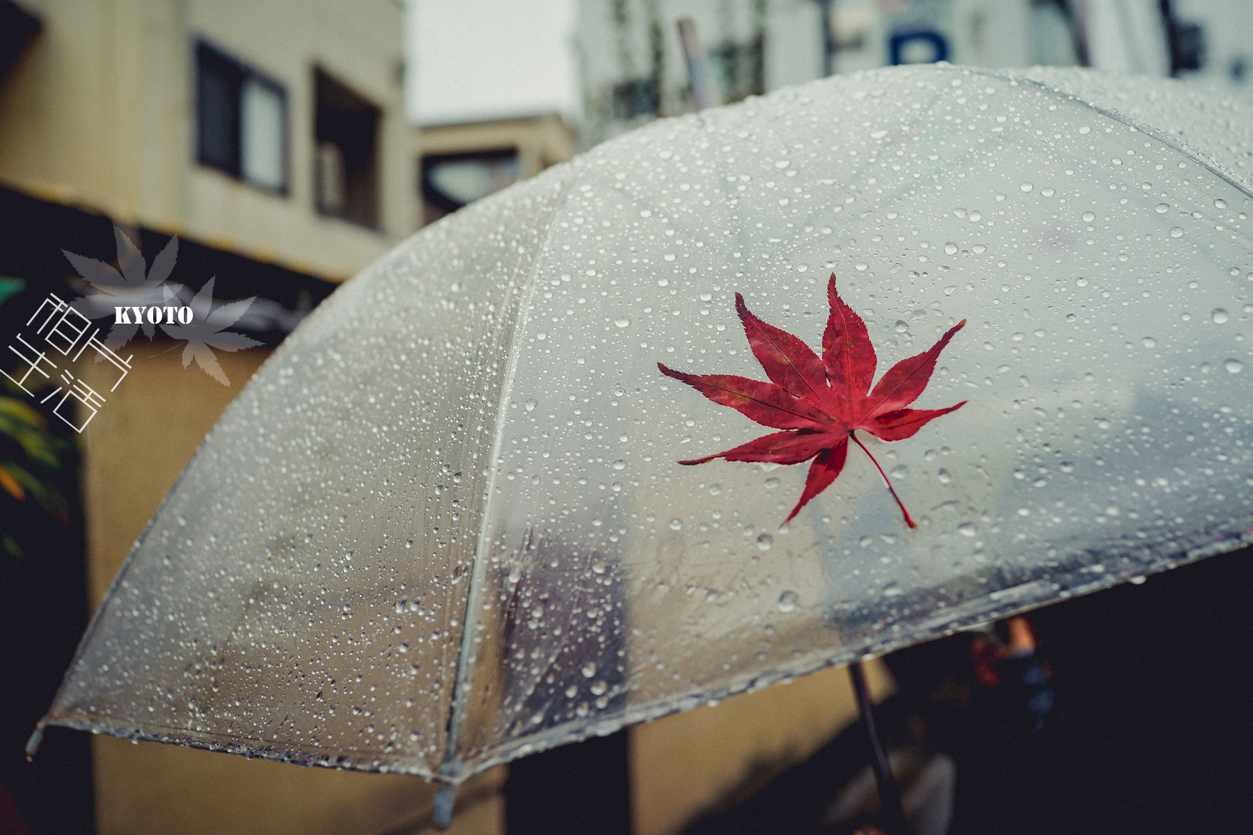 下雨天人人一把透明伞,把红叶贴在伞上,艺术感up