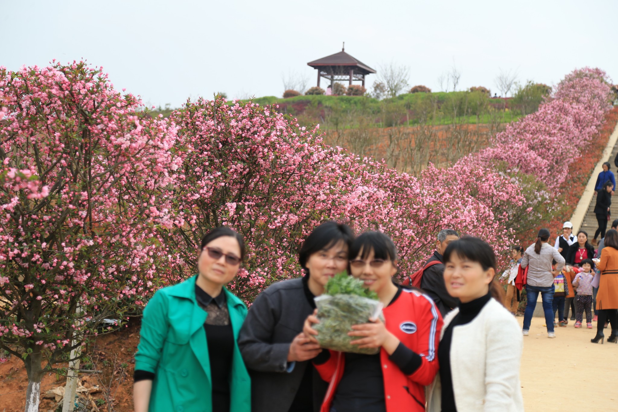 游记小赛#三月去蕲春赏花-亚平桃花谷-李时珍百草园