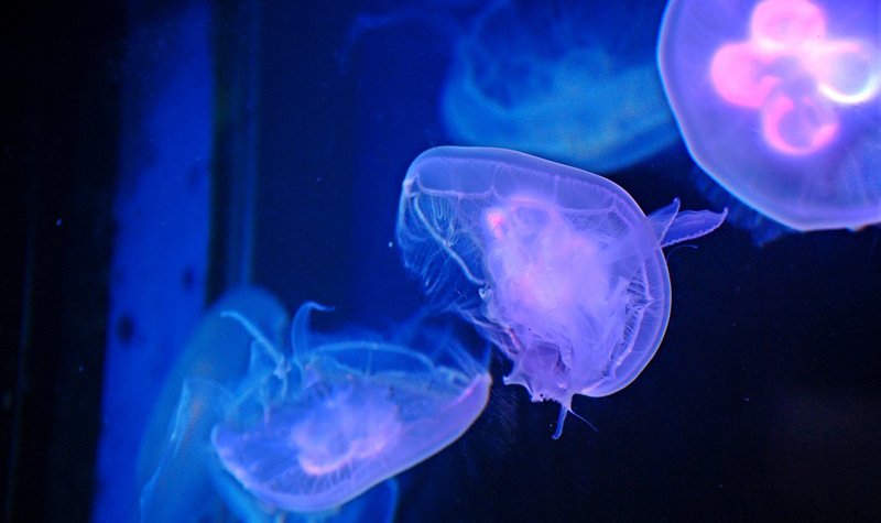 水母秘境 海洋梦幻世界