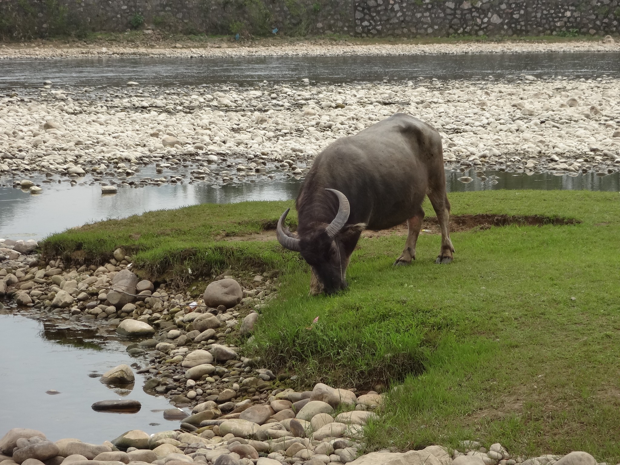 几头大水牛在江边吃草