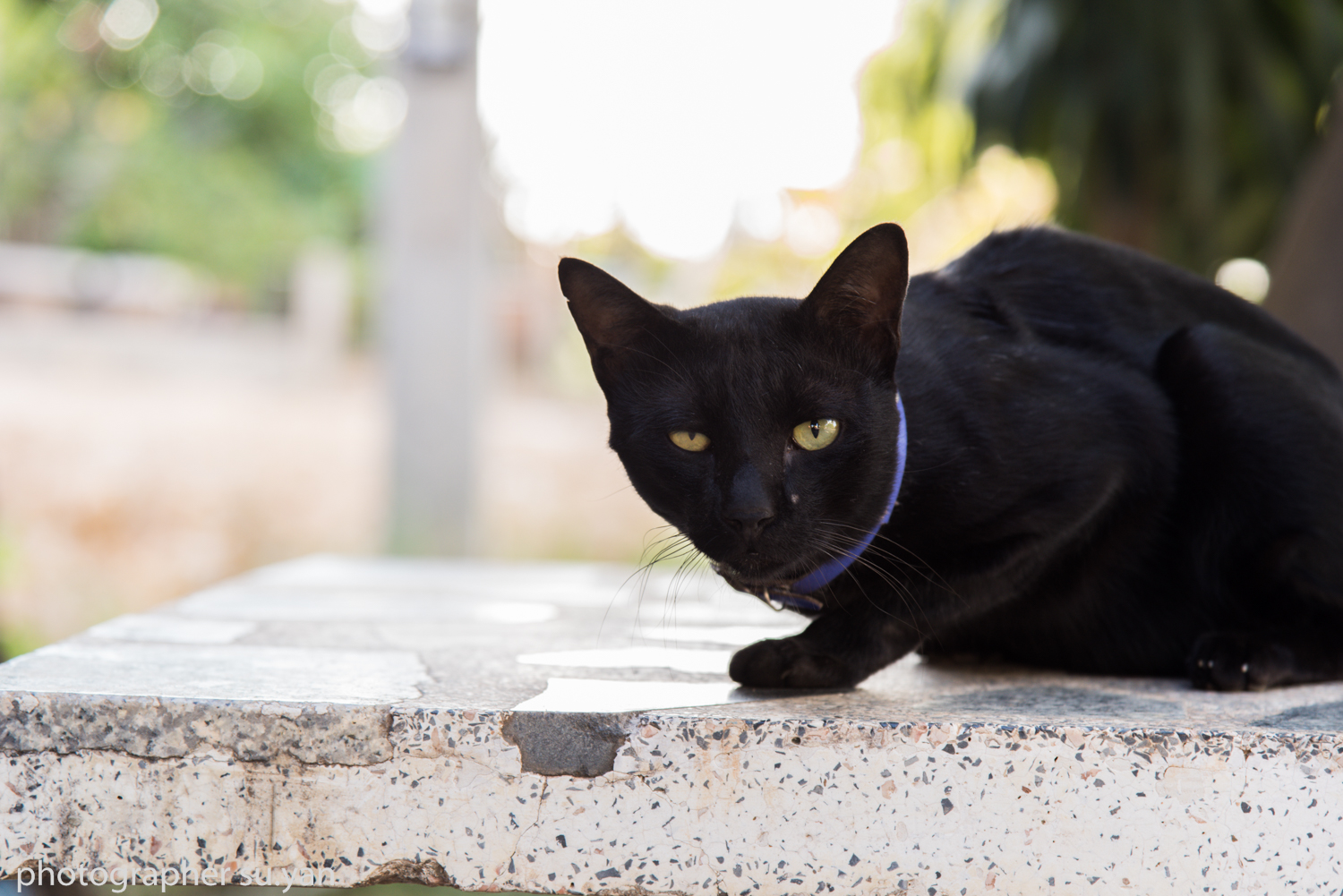 等大巴处的一只雌雄眼黑猫