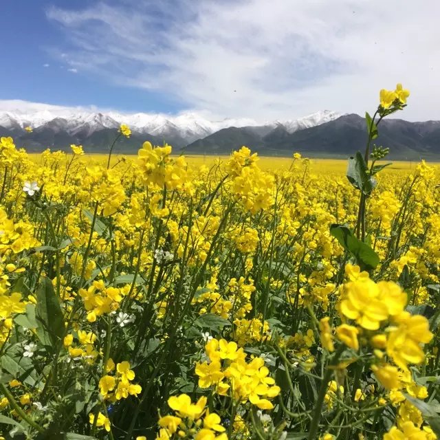 7月最美旅行地丨青海湖畔的油菜花开了