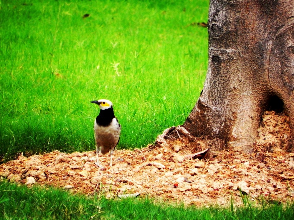 wKgBm04WlU7V95jMAASlrX9CnMI96.jpeg?imageView2%2F2%2Fw%2F600%2Fh%2F600%2Fq%2F90