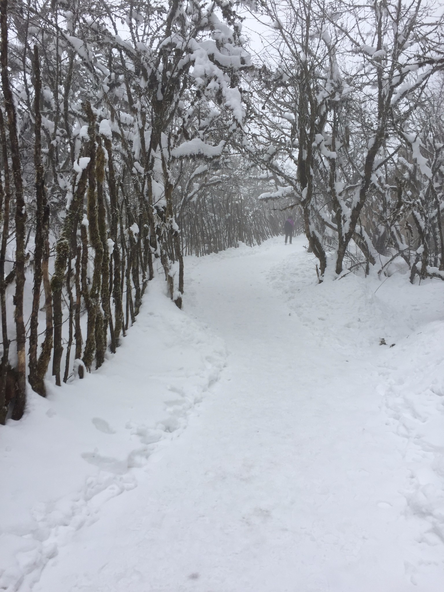 山顶上的歌简谱_在那高山顶上简谱