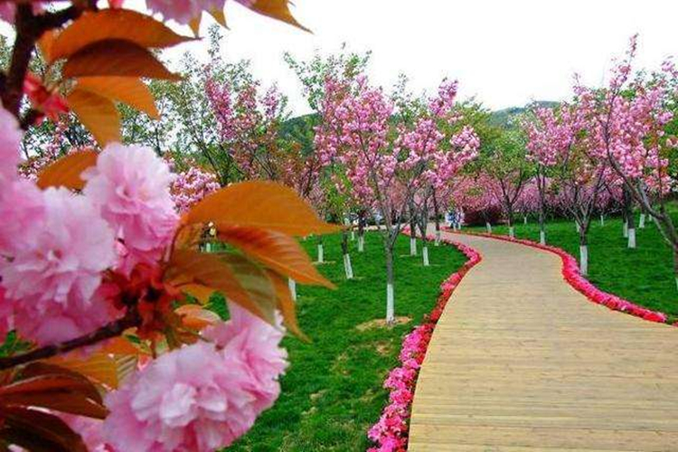 大連旅順203櫻花園 黃渤海分界線純玩一日遊(大連櫻花節 含門票 往返