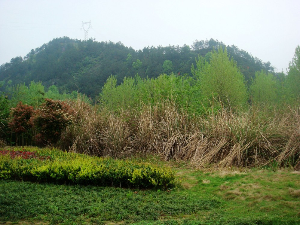 什么野花成语_路边的野花(2)