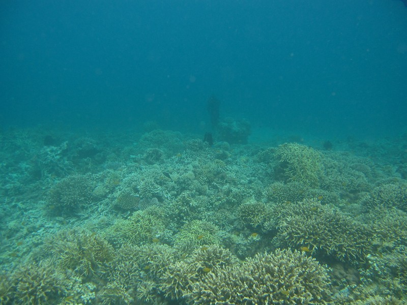 海牛怎么搭浮板_海牛怎么画(2)