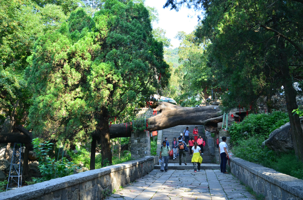 泰安市有多少人口_泰安站周围开辟临时停车场 旅客16日后走临时通道出站(3)