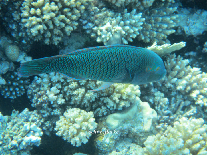 wKgB4lJ3bR-AFS6bAALexQ2bnG480.jpeg?imageView2%2F2%2Fw%2F600%2Fq%2F50