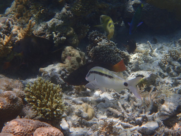 海龟吃珊瑚吗 wKgB4lJ1VgOAWrlxAAu7QO0I3bs91.jpeg?imageView2%2F2%2Fw%2F600%2Fq%2F90