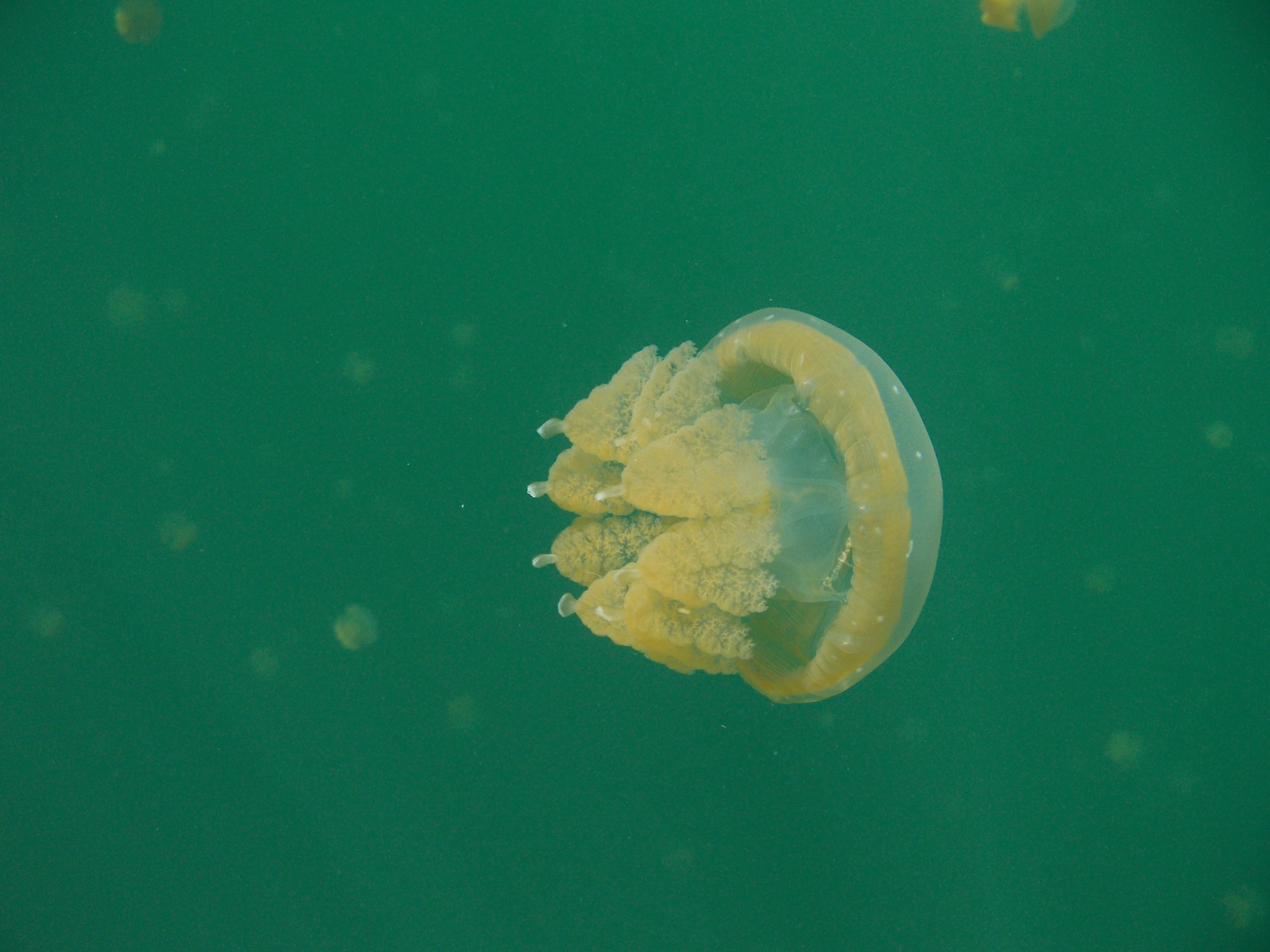 海牛怎么搭浮板_海牛怎么画(3)